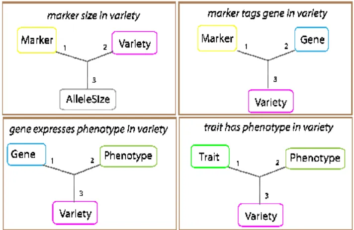Fig. 1. b. Ternary relations of the knowledge model for wheat MAS. 