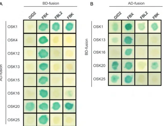 Figure 4. Interactions of eight rice OSK proteins with representative F-box proteins were determined using yeast two-hybrid analysis