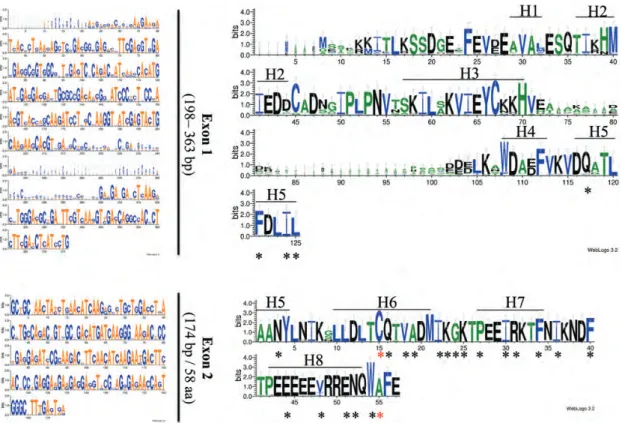Figure 1. Multiple alignment of exons in plant SKP1-like genes generated with weblogo 3.2 (http://weblogo.threeplusone.com/manual.
