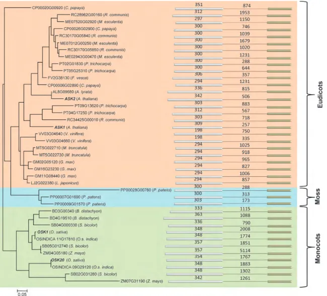 Figure 2. Molecular phylogenetic analysis using the maximum likelihood method. A phylogenetic analysis of 40 plant SKP1-like genes with a conserved single intron indicated that these genes form 3 main clusters corresponding to moss, monocot and eudicot gro