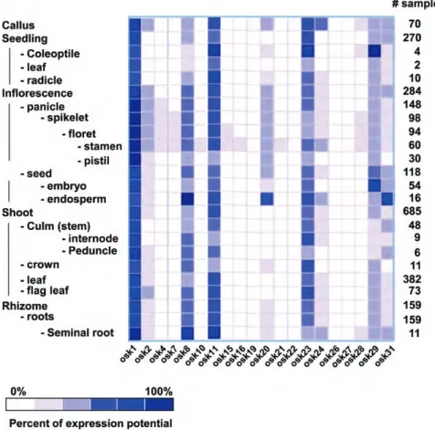 Figure 3. Meta-analysis of the expression of rice SKP1-like genes. (A) Anatomical analysis of OSK gene expression using the Genevistegator platform (https://www.genevestigator.com/gv/)