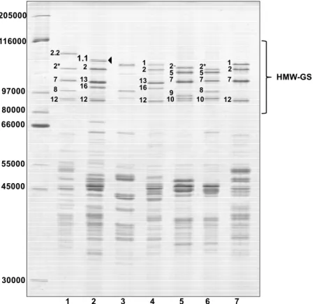 Figure 1. Reduced and alkylated glutenin subunit patterns of selected bread wheat accessions  analyzed by SDS–PAGE using a 12% gel for both high molecular weight-glutenin subunits  (HMW-GS) and low molecular weight-glutenin subunits (LMW-GS)