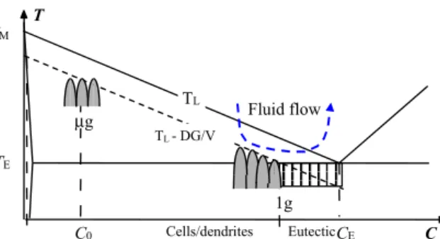 Fig. 5. Sketch of cell/dendrite localization due to radial solute segregation under ﬂuid ﬂow.