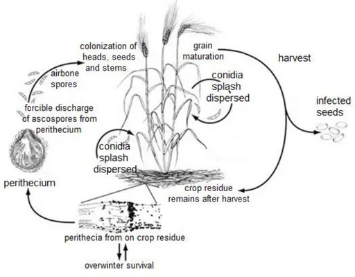 Figure 2: The life cycle of Fusarium. graminearum [teleomorph: Gibberella zeae] causing Fusarium  head blight on wheat under field condition (modified from Trail 2009) 