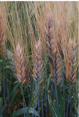 Figure 3: Durum wheat heads showing Fusarium head blight symptoms with premature  bleached spikelets 