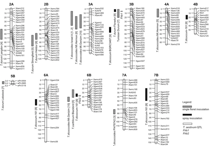 Fig. 1 Location of FHB resistance QTL on durum wheat chromosomes projected on the consensus wheat map by Somers et al