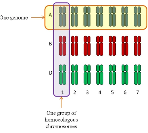 Figure I-5 : Organization of the hexaploid genome of  bread wheat (Triticum aestivum L.) into three  different  genomes (A, B, and D) and seven homoeologous groups (Adapted from Laperche, 2005).