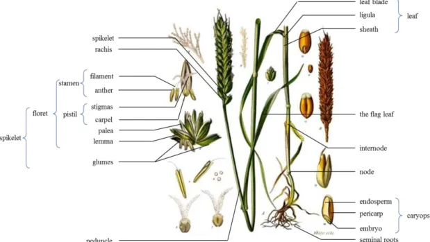 Figure  I-6:  Wheat,  Triticum  aestivum  L.,  anatomy  adapted  from  an  image  processed  by  Thomas  Schoepke  (www.plant-pictures.de)  