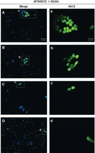 Fig. 1 Overexpressed DUX4 is detected in consecutive myonuclei of individual myotubes