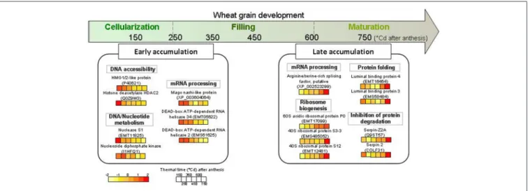 FIGURE 7 | Schematic view of some highlighted nuclear proteins accumulated during early and late grain development