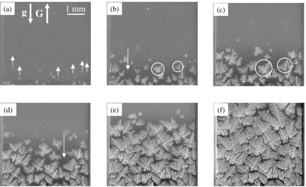 Fig. 5: Sequence of radiographs recorded during the upward solidification B2 (refined Al-20  wt.%Cu, <V N > = 23.4µm/s and <G N > = 6.4 K/mm)