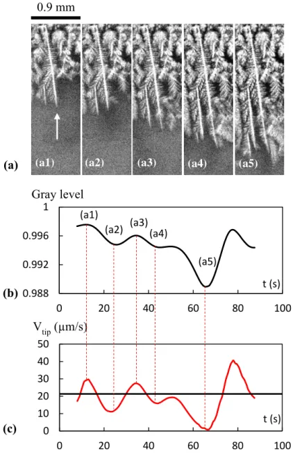 Fig.  8:  (a)  Sequence  of  radiographs  of  a  dendrite  development  during  the  experiment  C1  (downward solidification of a refined Al-20wt.%Cu, &lt;V N &gt; = 22.2 µm/s and &lt;G N &gt; = 6.8 K/mm)  at (a1) t = 288 s, (a2) t = 298 s, (a3) t = 311 s