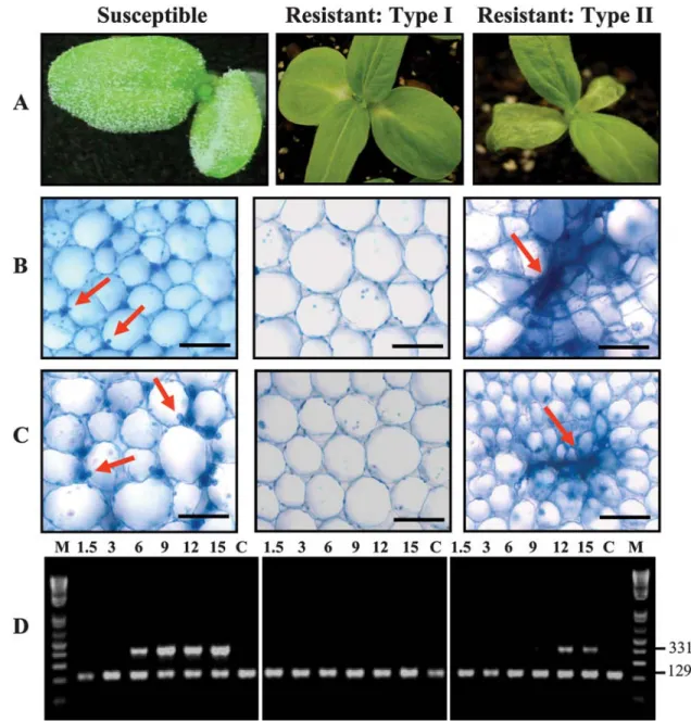 Fig. 1. Morphological, cellular, and molecular differences between cotyledons of sunflower lines HA89 (susceptible), HA335 (type I), and RHA340 (type II) after 15 days of root infection by Plasmopara halstedii
