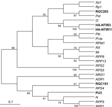 Fig. 3. Phylogenetic comparison of RGC203 and RGC151 with sunflower  resistance gene candidates (RGCs) and other plant resistance genes
