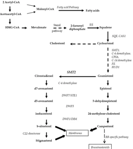 Figure 5. Simplified hypothetical relationships between sterol and fatty acid biosynthesis pathways  in Asteraceae