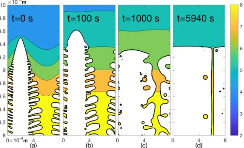 Figure 3: Phase field simulation of Al-4wt.%Cu solidifying in a static temperature gradient [2].