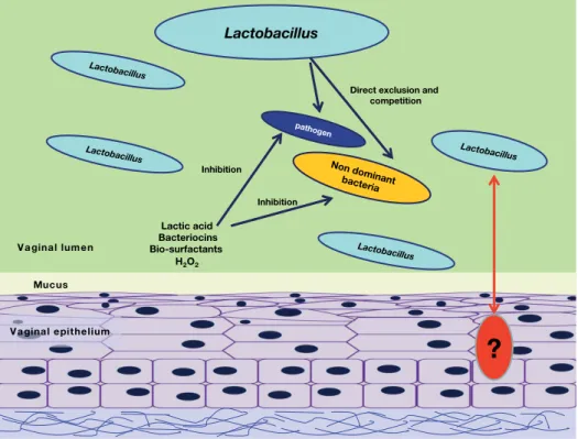 Figure 12.3 Beneficial  effects  of  lactobacilli  on  the  vaginal  ecosystem.  Lactobacilli  protect  the  host  epithelium  thanks  to  two  main  mechanisms: (i) exclusion, driven by the formation of a biofilm that mask the epithelial cell receptors an
