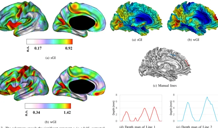 Fig. 7. The colormaps encode the significant exponent α (p < 0.05, corrected for multiple comparisons using FDR) of vertex-wise allometric analysis (16) of gyrification indices (a) sGI and (b) wGI of the left hemisphere derived from the medium window (τ