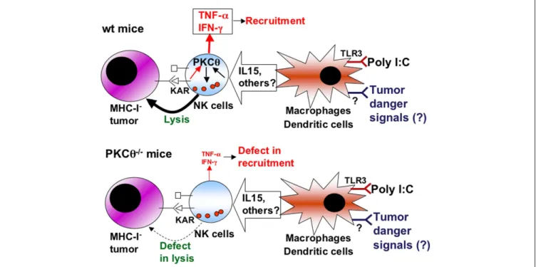 FIGURE 2 | Schematic showing the role of PKCθ in anti-tumoral NK cell activation. Upper panel, situation in NK cells from wild-type (wt) mice: