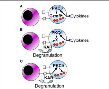 FIGURE 3 | Schematic showing possible mechanisms for the role of PKCθ in NK cell-mediated anti-tumor immunity