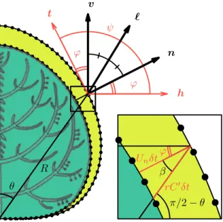 Figure 1. Sketch of a growing tree crown. h and v are unit hori- hori-zontal and vertical vectors respectively, n and t are the unit vectors respectively normal and tangent to the front and the unit vector ` points towards the mean direction of light, whic