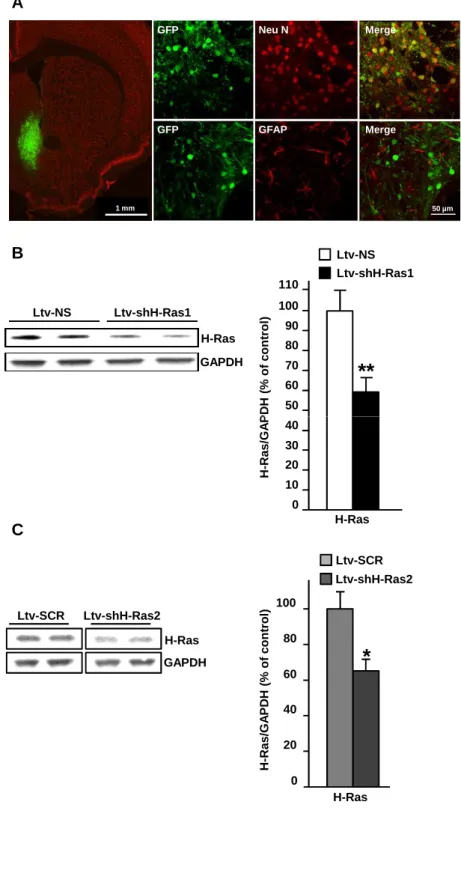 Figure 3 B Ltv-shH-Ras1Ltv-NS H-Ras GAPDH Ltv-NS Ltv-shH-Ras1 5060708090100110 ** Ras/GAPDH (% of control)AGFP GFAP Merge GFPNeu NMerge  50 µm1 mm 010203040H-Ras/GAPDH (% of control) H-Ras C 020406080100 Ltv-shH-Ras2Ltv-SCR*H-Ras/GAPDH (% of control) H-Ras