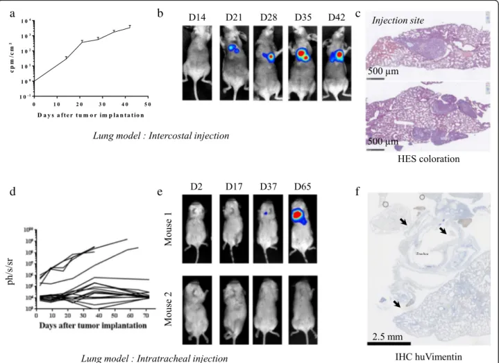 Fig. 3 Evaluation of intercostal and intratracheal administration for setting up an orthotopic model of NSCLC tumors in mice