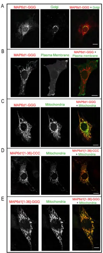 Fig. 4. MAP6d1-GGG localizes to the mitochondria but not to the plasma membrane. A, NIH/3T3 cells transfected with a plasmid encoding MAP6d1-GGG-myc and GM130 (Golgi marker) antibodies