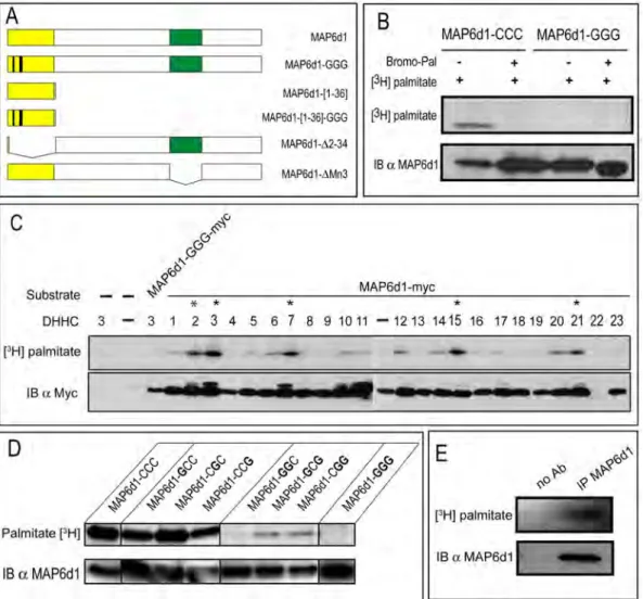 Fig. 1. MAP6d1 is palmitoylated on the N-terminal domain. A, Schematic representation of MAP6d1 constructs