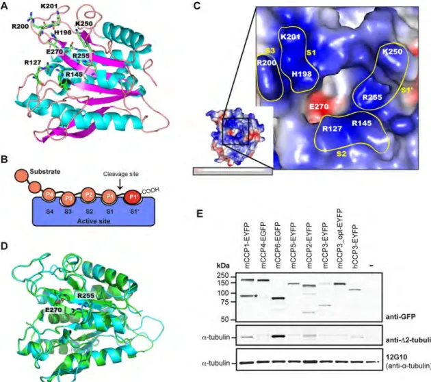 FIGURE 1:  Structural modeling of the carboxypeptidase domains of CCP2 and CCP3. (A) Modeled structure of human  CCP3 (as a convention, all residues are numbered according to the corresponding active-site residues in bovine  carboxypeptidase A1 after prope