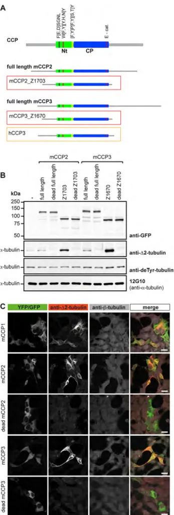 FIGURE 2:  Optimized forms of mCCP2 and mCCP3 reveal  deglutamylating activity. (A) Scheme of generic CCP; full-length and  truncated forms of mCCP2 and mCCP3, and the 73-kDa hCCP3  isoform