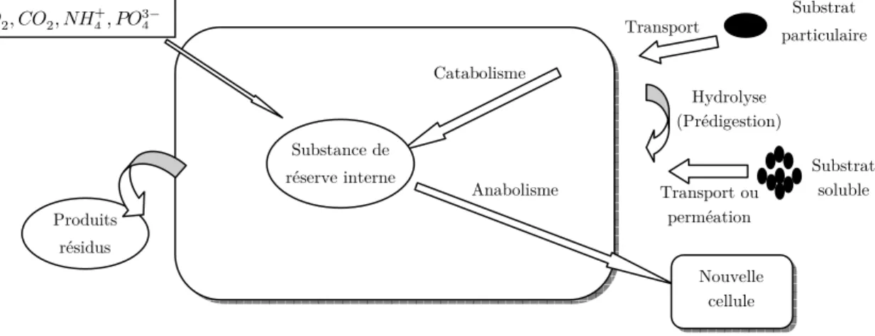 Figure 3.2. Métabolisme d’une bactérie. 