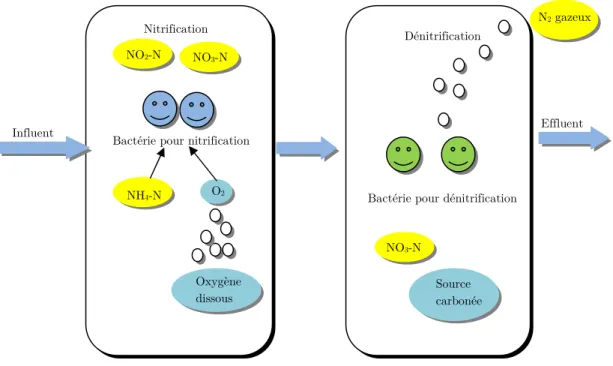 Figure 3.3. Etapes de processus de dégradation biologique d’azote. 