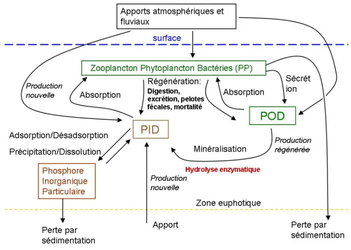 Figure 1 : le cycle du phosphore en milieu marin dans la zone euphotique de la colonne d’eau 