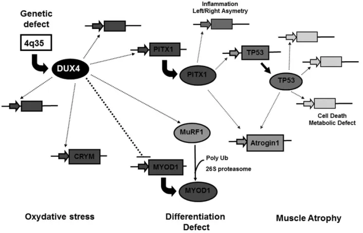 Figure 8. Schematic representation of the transcriptional cascade induced by mis expression of DUX4 in FSHD