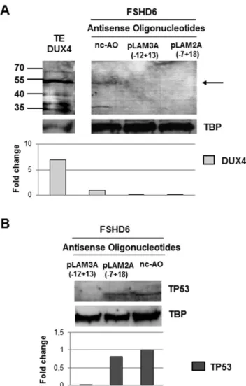 Figure 6. Efficiency of AOs pLAM2A (27+18) and pLAM3A (212+13) in suppressing endogenous DUX4 and TP53  expres-sion in primary FSHD myotubes