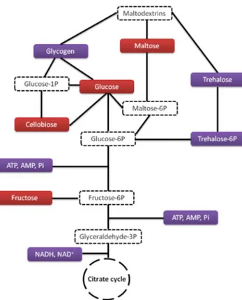 Figure 4.  Carbohydrate metabolism showing metabolites over-produced in the presence of hydrogen peroxide  (red boxes) and those under-produced (purple boxes)