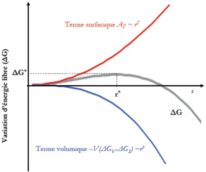 Figure 1.2 : Variation de l’énergie libre en fonction du rayon du germe dans le cas d’une  germination homogène