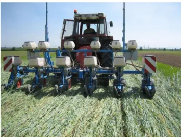 Fig. 1 Agroecological practices: direct sowing of maize into a rolled rye cover in France