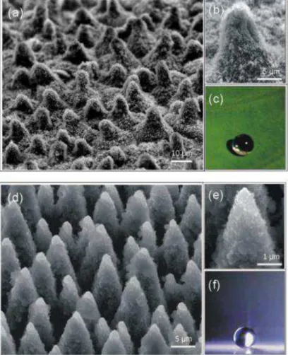 Figure 2.1.2: (a) SEM image of the surface of a lotus leaf and (b) a higher magnification with  hierarchical structures clearly resolved