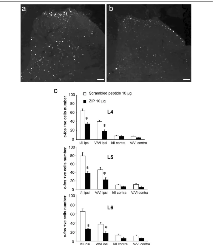 Figure 7 Effect of spinal PKCζ/PKMζ inhibition on Fos expression in the dorsal horn following intraplantar formalin