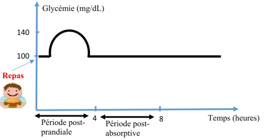 Figure I. 1 : Evolution de la glycémie en fonction des différentes périodes temporelles 
