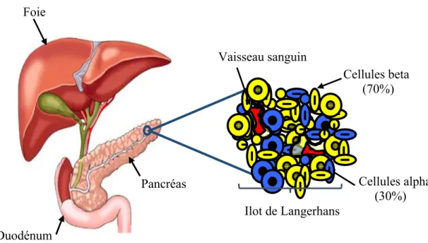 Figure I. 3 : Les cellules de Langerhans 