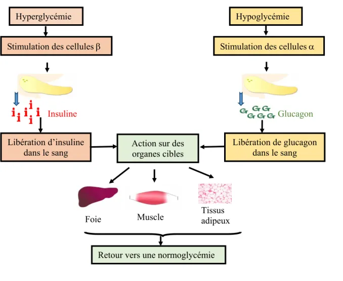 Figure I. 4 : Mécanismes de la régulation de la glycémie Hyperglycémie 