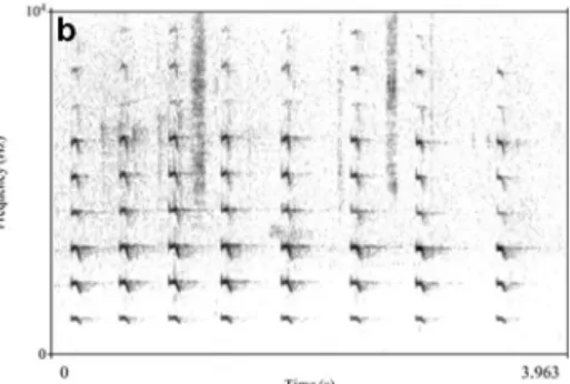 Fig. 2 a Alarm call produced by individual JS (juvenile). Alarm call of young individuals resembles hoo alarm calls produced by adults: they are soft, tonal and low in frequency (Schel et al