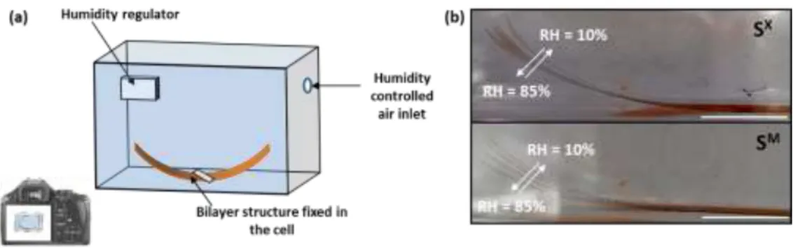 Figure 4. (a) Representation of the setup used for the dynamic in situ investigation of the curvature  radius  depending  on  the  humidity  for  S X   and  S M bilayer  strips