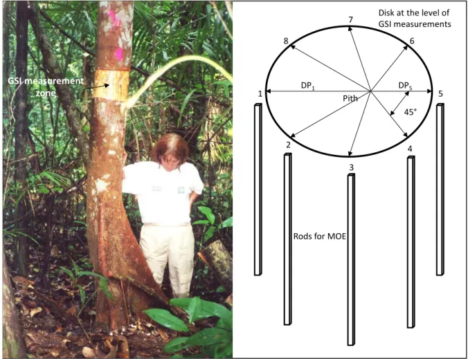 Fig. 2 - Tree measured in French Guiana, wooden disk and rods sawn for each tree  DP x : distance to pith from the x GSI point 