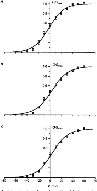 Fig. 4. Steady-state activation-voltage relationships of It. in normal rat ventricular myocytes