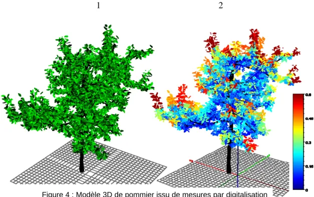 Figure 4 : Modèle 3D de pommier issu de mesures par digitalisation  électromagnétique : maquette initiale (1) et maquette colorée en  fonction de l’éclairement journalier reçu par les feuilles (2)