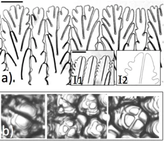 Figure 3: a) Seaweed pattern during thin-DS of a transparent (CBr 4 -8mol%C 2 Cl 6 ) alloy (V = 20 µms −1 ; G = 110 Kcm −1 )